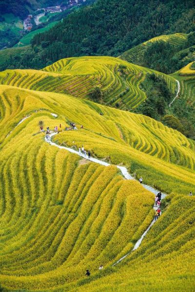 稻田是什么意思_稻田和梯田的区别
