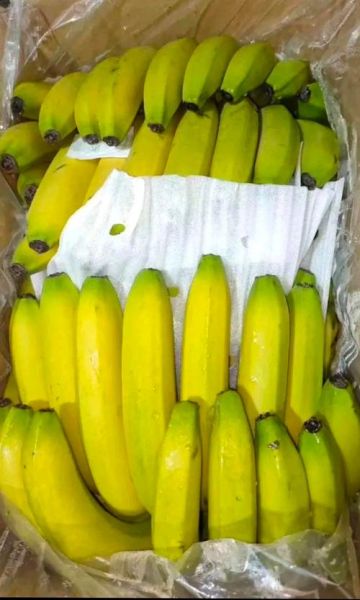 黄香蕉和普通香蕉区别_黄香蕉营养价值高吗