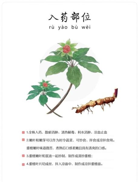 重楼的功效与作用_重楼多少钱一斤