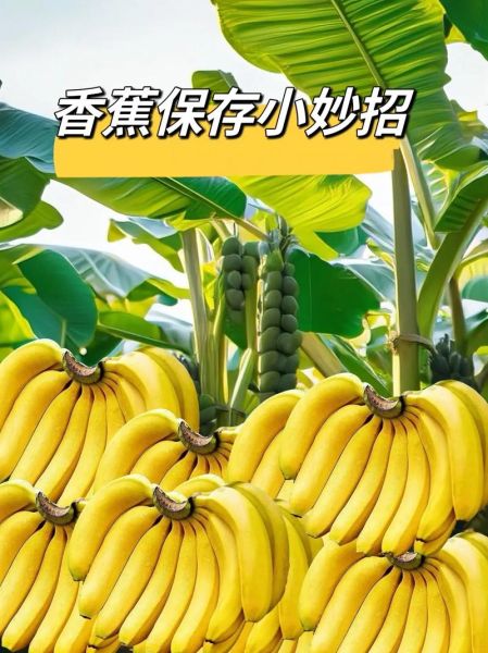 香蕉怎么保存才不容易变黑_香蕉一天吃几根最好