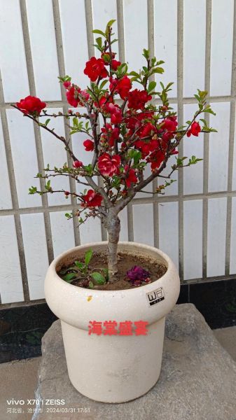 枝干多的植物有哪些_怎么修剪才好看