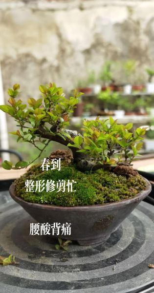 枝干多的植物有哪些_怎么修剪才好看