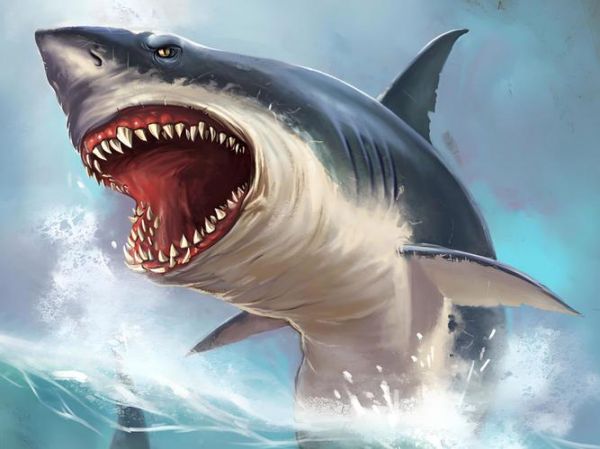鲨鱼为什么攻击人类_鲨鱼最怕什么声音