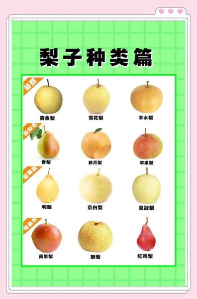梨子怎么挑选_梨子品种有哪些
