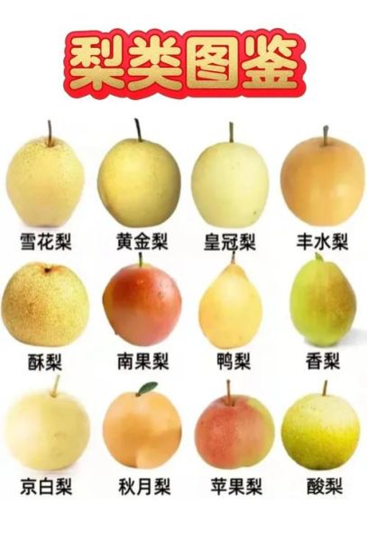 梨子怎么挑选_梨子品种有哪些