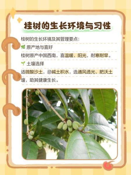 桂树怎么种植_桂树适合什么土壤