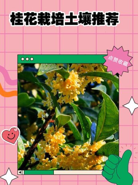 桂树怎么种植_桂树适合什么土壤