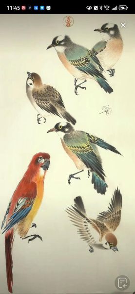 什么鸟争鸣_百鸟争鸣指哪些鸟