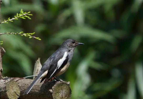 什么鸟争鸣_百鸟争鸣指哪些鸟