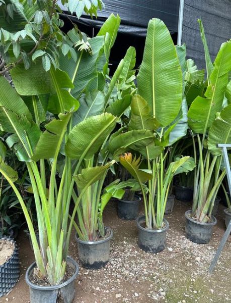 旅人蕉怎么养_旅人蕉适合放客厅吗