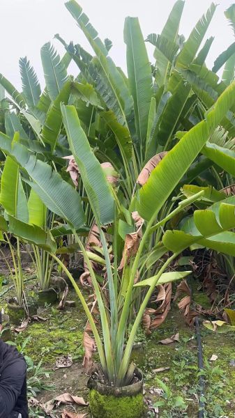 旅人蕉怎么养_旅人蕉适合放客厅吗