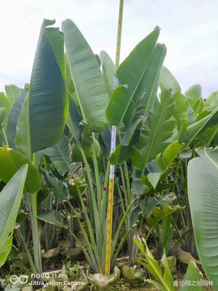 旅人蕉怎么养_旅人蕉适合放客厅吗