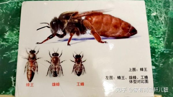 蜜蜂有哪些种类_蜜蜂怎么分公母