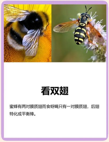蜜蜂有哪些种类_蜜蜂怎么分公母