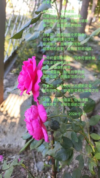 鲜花美景怎么形容_形容鲜花美景的词语有哪些