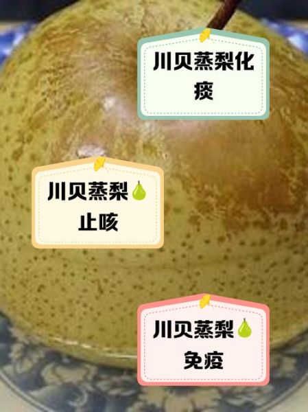 川贝蒸梨怎么做_川贝蒸梨的功效与禁忌