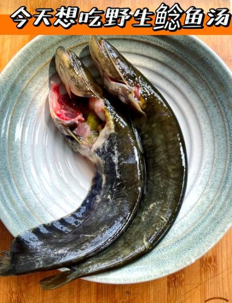 炖鲶鱼的家常做法_鲶鱼怎么炖才入味