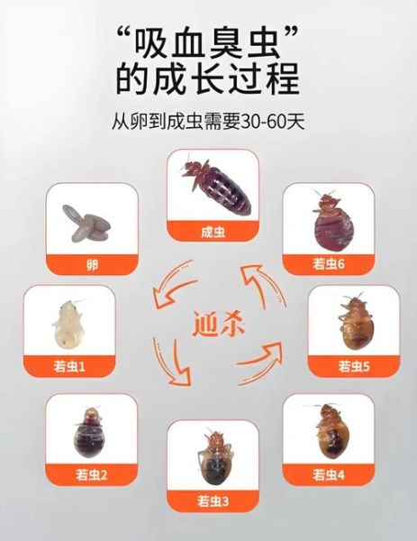 家里有虫子怎么办_如何彻底消灭虫子