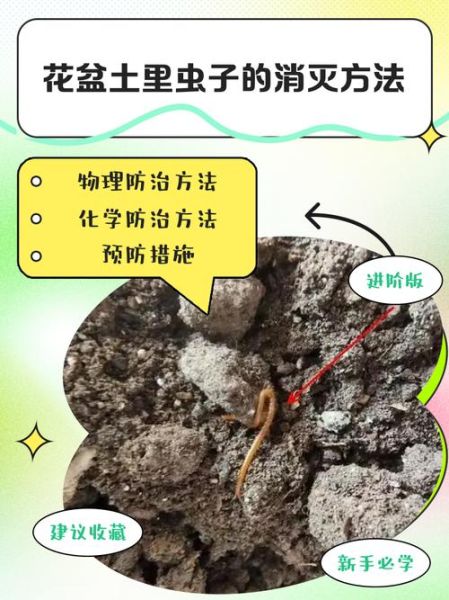 家里有虫子怎么办_如何彻底消灭虫子