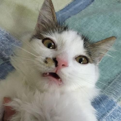 吱吱不语是什么意思_吱吱不语出自哪里