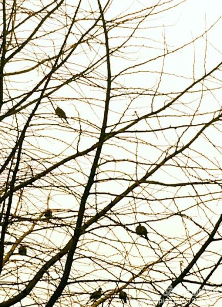 吱吱不语是什么意思_吱吱不语出自哪里