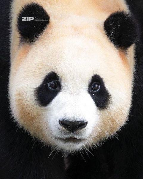 熊猫手机怎么样_熊猫手机值得买吗