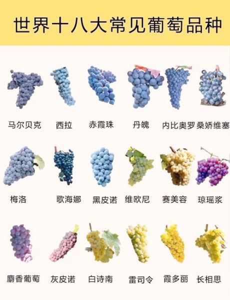 葡萄有哪些品种_如何挑选新鲜葡萄