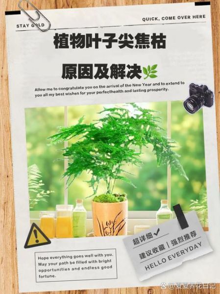 枯萎的叶子怎么救_植物枯萎是什么原因