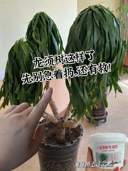 枯萎的叶子怎么救_植物枯萎是什么原因