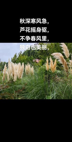 秋天有哪些特点_秋天为什么容易伤感