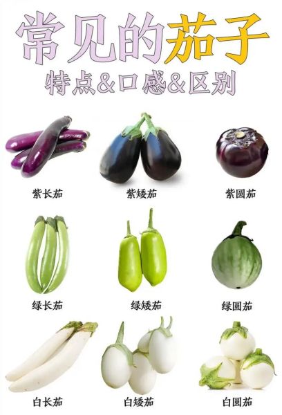 茄子有哪些相似蔬菜_怎么区分茄子与同类蔬菜