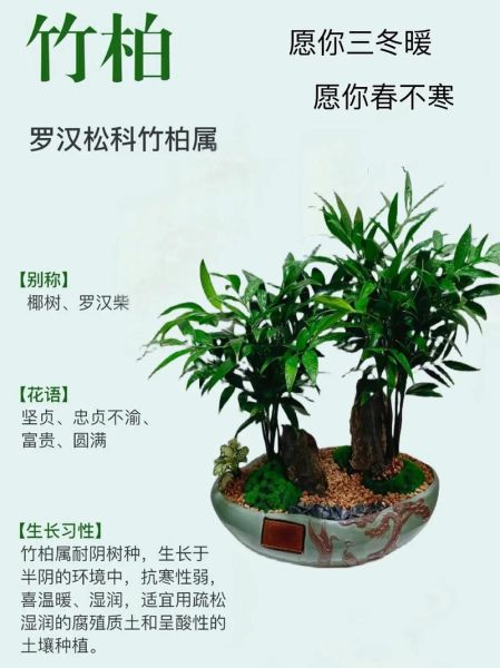 适合室内养的花木有哪些_如何养护才能四季常青