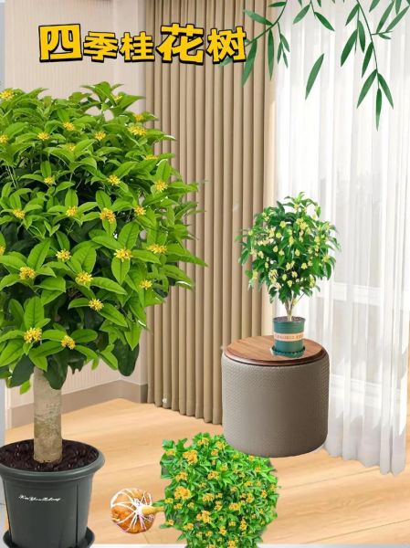 适合室内养的花木有哪些_如何养护才能四季常青