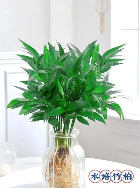 适合室内养的花木有哪些_如何养护才能四季常青