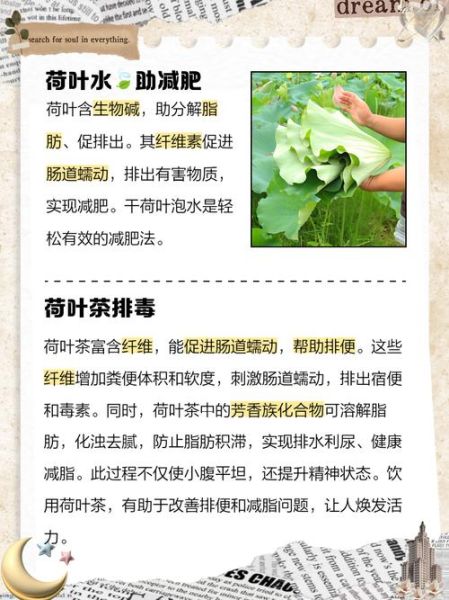 荷叶的功效与作用_荷叶怎么泡水喝