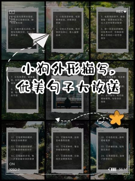 小狗外形词语有哪些_如何描写毛茸茸的触感