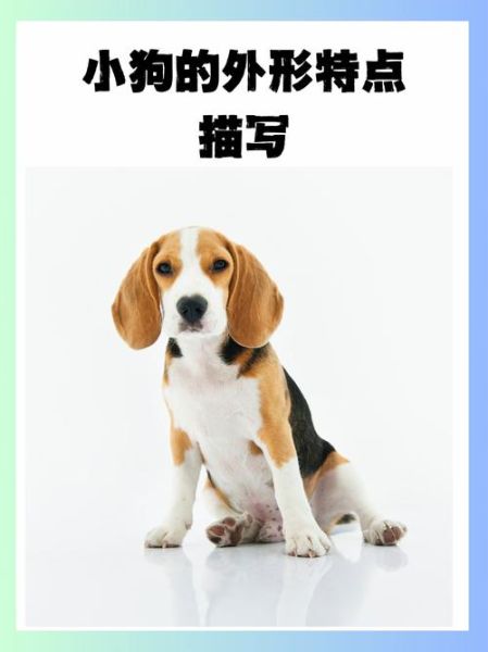 小狗外形词语有哪些_如何描写毛茸茸的触感