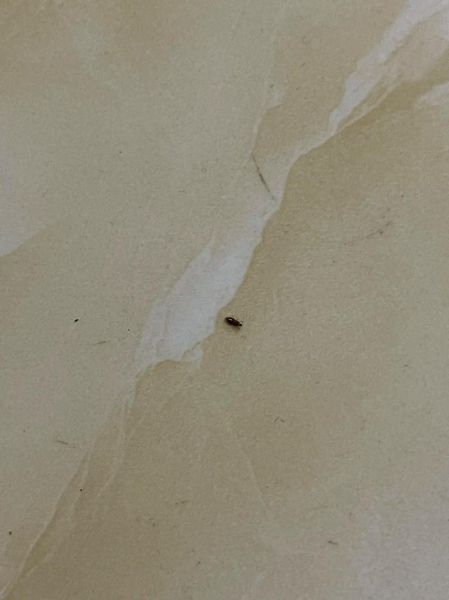 主什么虫_家里常见的小黑虫是什么