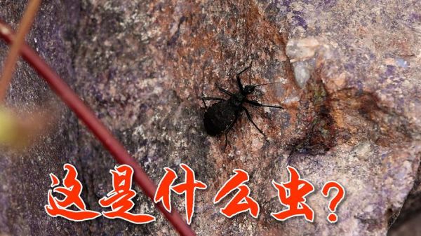 主什么虫_家里常见的小黑虫是什么