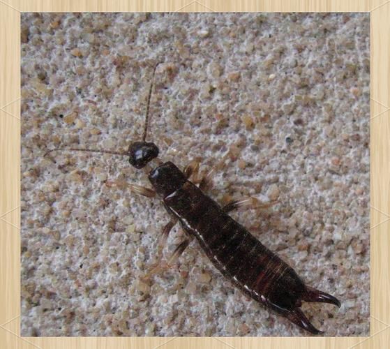 主什么虫_家里常见的小黑虫是什么