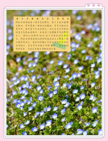 野花有哪些品种_如何识别常见野花