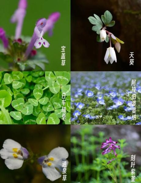 野花有哪些品种_如何识别常见野花