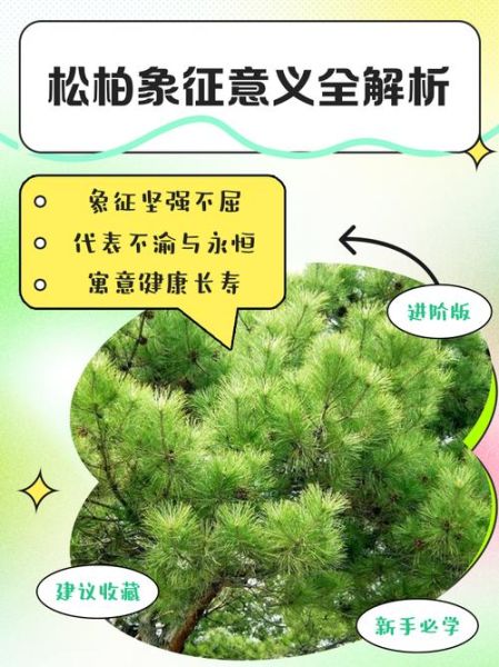 松柏寓意是什么_松柏象征意义有哪些