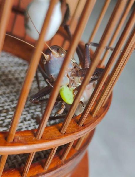 蝈蝈多少钱一只_蝈蝈怎么挑选