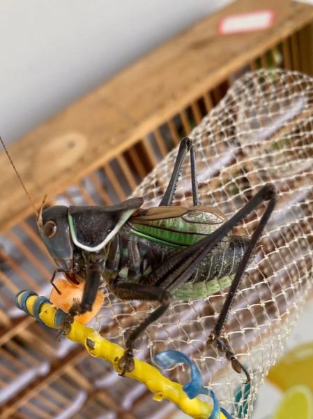 蝈蝈多少钱一只_蝈蝈怎么挑选