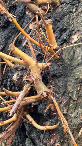 挪威丹麦移民条件_挪威丹麦移民哪个更容易