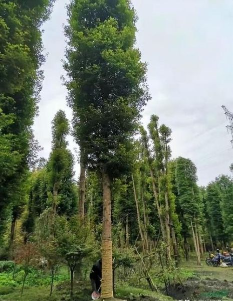 山里适合种什么树_山里种什么树最赚钱