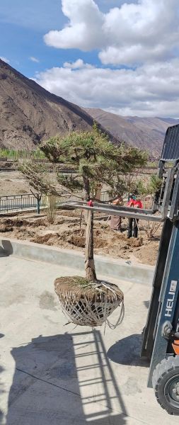 山里适合种什么树_山里种什么树最赚钱