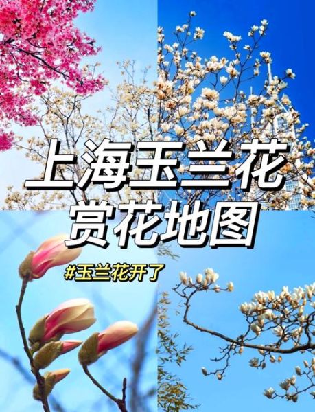 玉兰花的花语是什么_玉兰花什么时候开