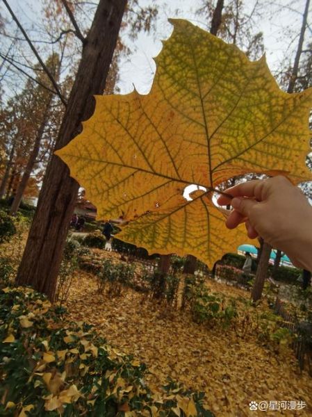 草木凋落是什么意思_草木凋落如何描写